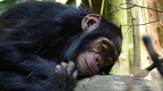 Chimp Beds Are Way Less Filthy Than Human Beds